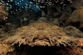   Face wobbegong flounder sharks :-) :)  